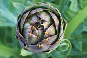 Azienda Agricola Romano, Carciofo Spinoso di Menfi Presidio Slowfood