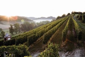 Monferrato Casalese: storytelling starts in the vineyard. Geological info on panels