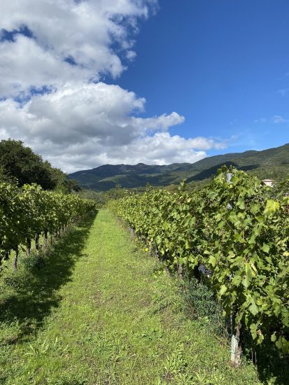 Bio e “vigna”: il futuro del Valdarno di Sopra Doc