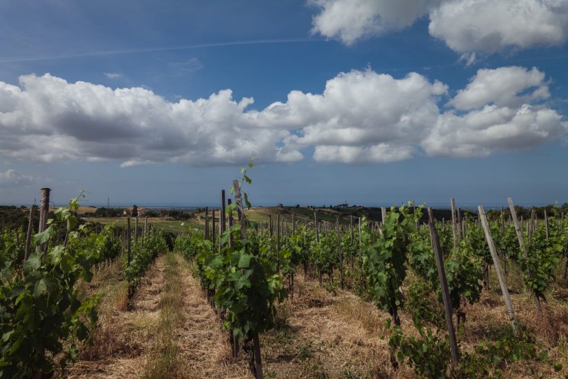 I vigneti di Duemani