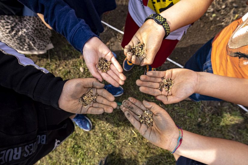 Semi di fiori “amici” delle api