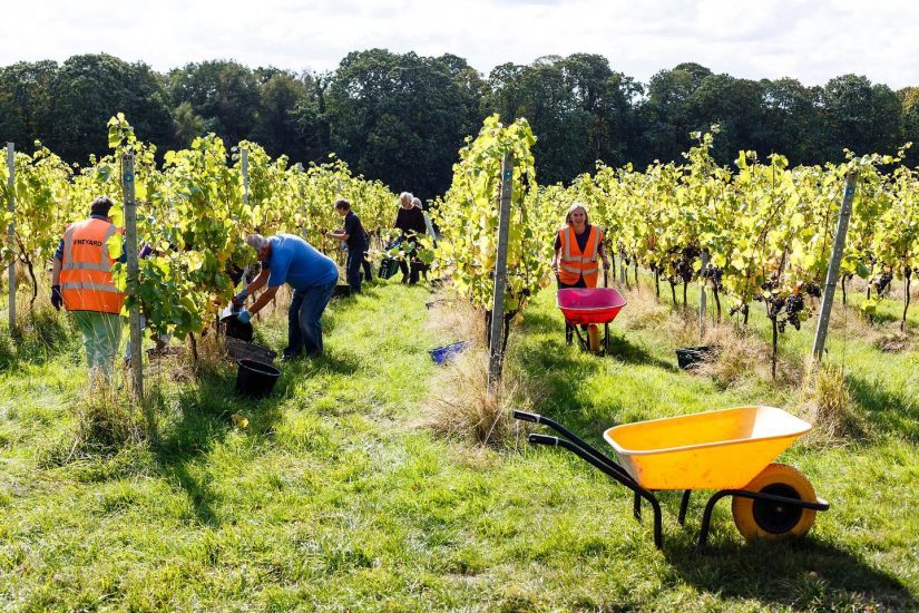 Forty Hall Community Vineyard, il vigneto più antico di Londra