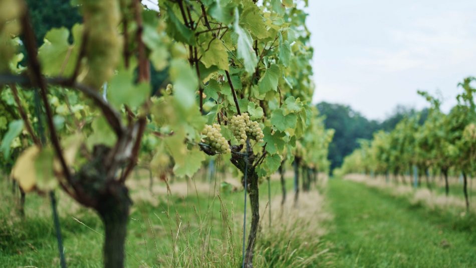 Forty Hall Community Vineyard, il vigneto più antico di Londra