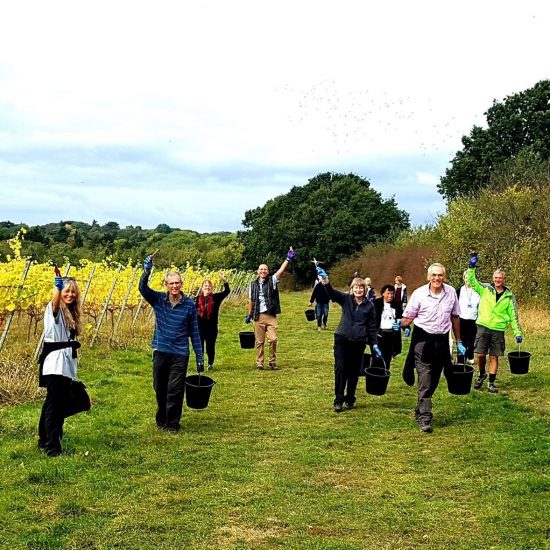 Forty Hall Community Vineyard, il vigneto più antico di Londra