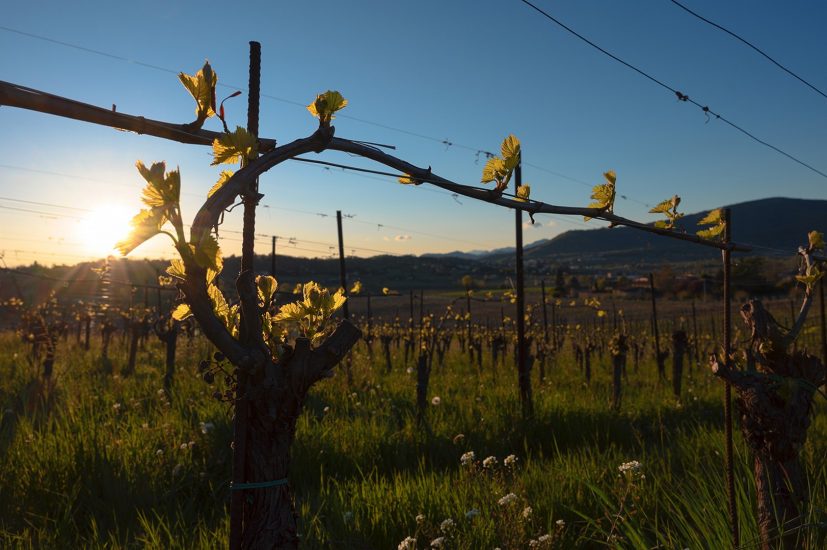 La sostenibilità tra moda e Franciacorta 