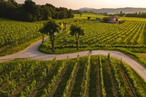 Territorio, gastronomia, vino: pilastri della cultura italiana e volano di crescita economica