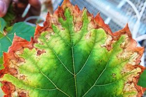 La Xylella fastidiosa spaventa la viticoltura europea: il batterio individuato in Portogallo