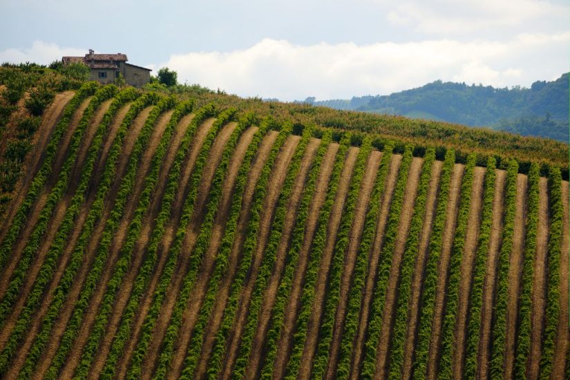 La Romagna del vino