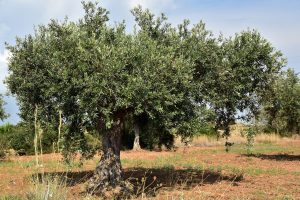 Decisione choc dal Portogallo: per la siccità il Governo valuta lo stop alle coltivazioni di olivi Decisione choc dal Portogallo: per la siccità il Governo valuta lo stop alle coltivazioni di olivi