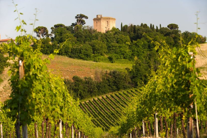 La Romagna del vino
