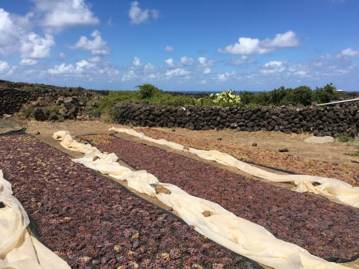 Pantelleria, i suoi vigneti e lo Zibibbo