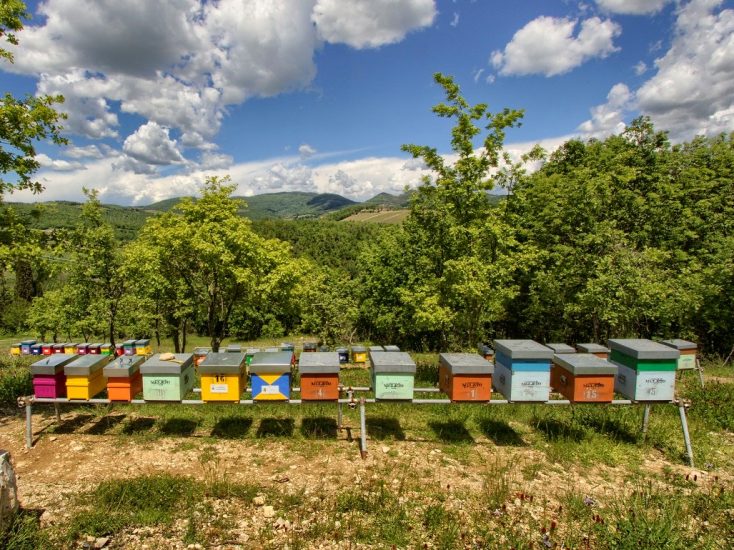 Il “Parco delle Api” del Castello di Meleto in Chianti Classico