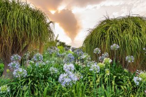 Al “Radicepura Garden Festival” il “Chaos (and) Order” della natura, con l’Etna in eruzione Al “Radicepura Garden Festival” il “Chaos (and) Order” della natura, con l’Etna in eruzione