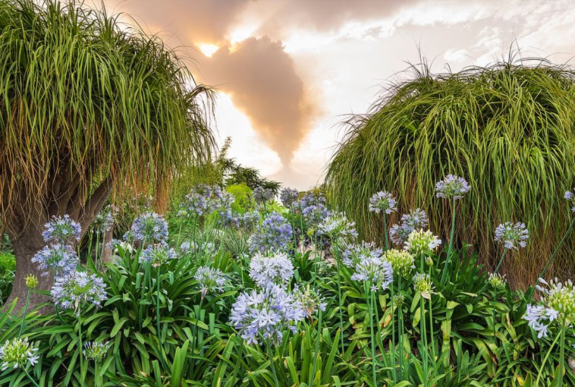 Il “Radicepura Garden Festival” al Parco Botanico Radicepura a Giarre alle pendici dell’Etna è di scena fino al 7 dicembre (ph: Alfio Garozzo)