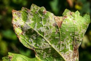 Il taglio ai pesticidi minaccia la sopravvivenza del 70% del vigneto europeo