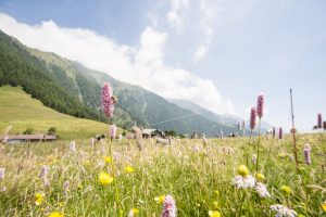 Per fare tutto, ci vuole un prato: Slow Food celebra la &ldquo;Giornata Mondiale della Biodiversit&agrave;&rdquo;