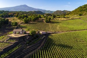 Parchi, agricoltura e viticoltura: il modello Sicilia nella strategia europea per la biodiversità