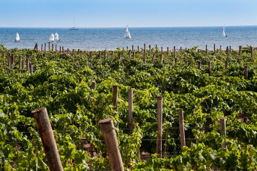 La Sicilia del vino, sintesi di bellezza e cultura