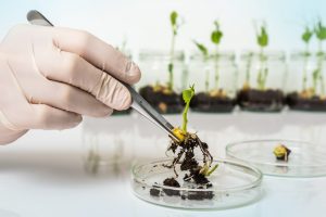 Via libera all’emendamento al Dl Siccità per la sperimentazione in campo delle Tea Via libera all’emendamento al Dl Siccità per la sperimentazione in campo delle Tea
