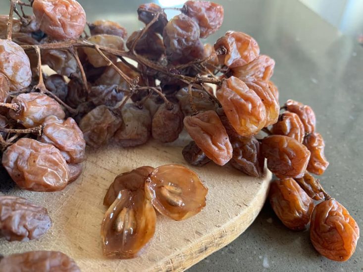 L’uva appassita destinata al Torchiato di Fregona