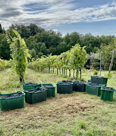 Bio e “vigna”: il futuro del Valdarno di Sopra Doc