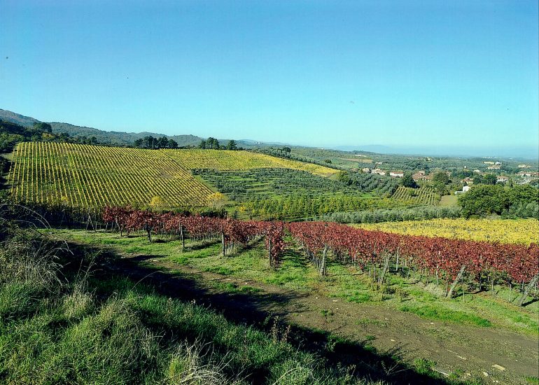 Bio e “vigna”: il futuro del Valdarno di Sopra Doc