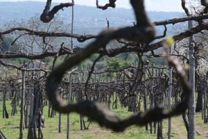 I “patriarchi” della vite, tra storia e futuro, qualità e genetica, secondo Feudi di San Gregorio