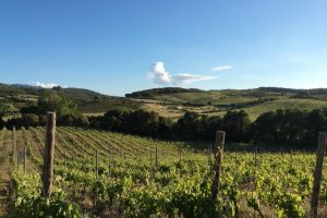 I cambiamenti climatici, tra enologia e patrimonio ampelografico, dalla Sardegna all’Italia