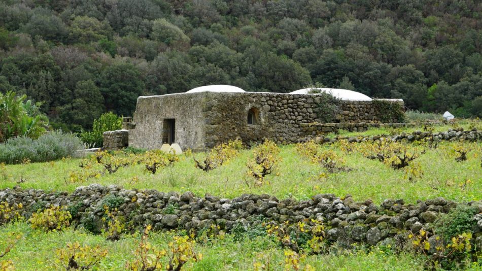 Pantelleria, i suoi vigneti e lo Zibibbo