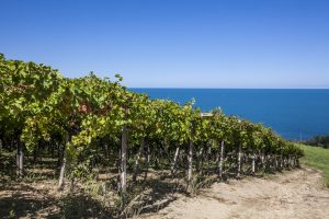 Concorso “Words of Wine”: tra la Maiella e il mare, i racconti dell’Abruzzo del vino
