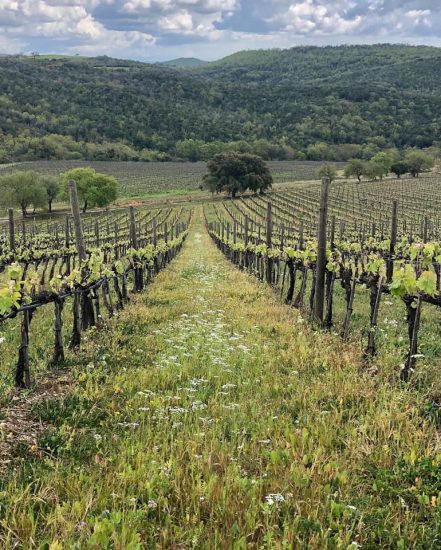 Frescobaldi cresce in Maremma, con Poggio Verrano