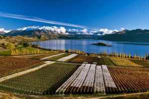 Stop al falso Prosecco made in Nuova Zelanda: lo sancisce l’accordo siglato con l’Unione Europea