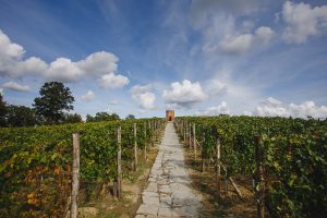 Vino & pizza gourmet: le firme del giornalismo gastronomico si fanno “testimonial” 