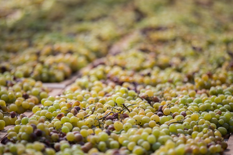 Pantelleria, i suoi vigneti e lo Zibibbo