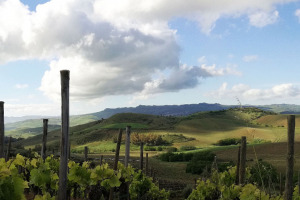 I Quaderni di WineNews - La Sicilia