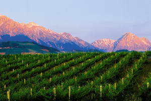Più valore, più consapevolezza, più definizione e riconoscimenti: ecco l’Abruzzo del vino