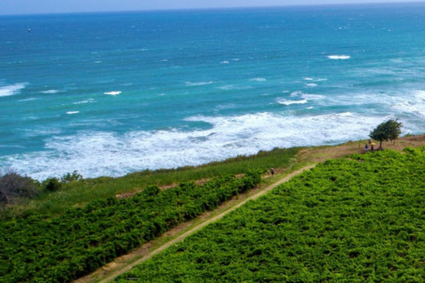 L’Abruzzo del vino, una terra tutta da scoprire