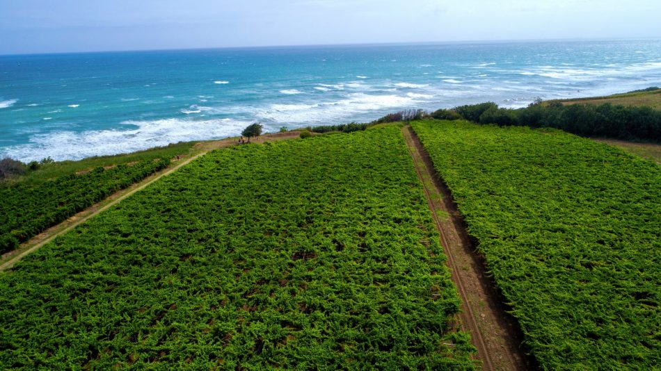 L’Abruzzo del vino, una terra tutta da scoprire