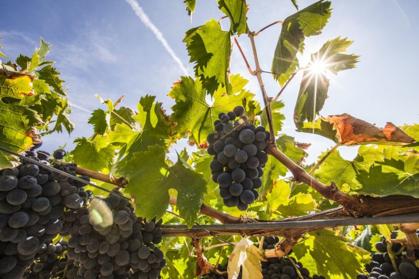 L’Abruzzo del vino, una terra tutta da scoprire