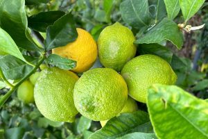 Etna’s Terra dei Limoni, Limoni dell’Etna Igp