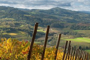 Distretti agroalimentari, il vino traina la crescita, con Langhe Roero e Monferrato n. 1 in valore