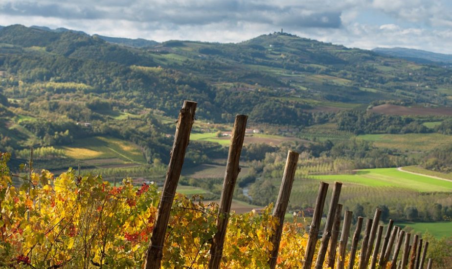 Il Distretto dei Vini di Langhe Roero e Monferrato n. 1 in valore