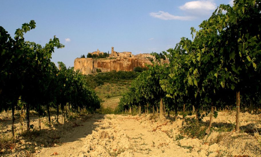 Le vigne dell’Orvieto Doc 
