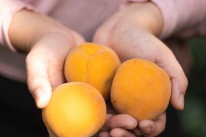 L’Emilia-Romagna nel fango: dagli ortaggi alla frutta, ai vigneti. Agricoltura a rischio