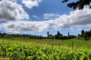 Il Vin Santo del Duomo di Firenze che nasce in Chianti Classico nel rispetto del Creato