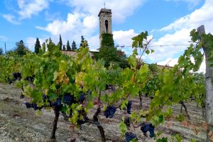 Il Vin Santo del Duomo di Firenze che nasce in Chianti Classico nel rispetto del Creato Il Vin Santo del Duomo di Firenze che nasce in Chianti Classico nel rispetto del Creato