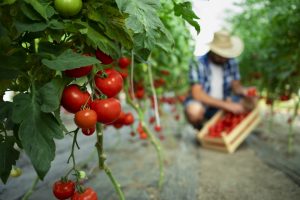 Stop al “Click day”, per il lavoro agricolo nascerà un’agenzia che incrocia domanda e offerta Stop al “Click day”, per il lavoro agricolo nascerà un’agenzia che incrocia domanda e offerta