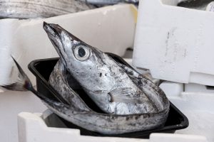 Slow Food: la transizione ecologica parte del mare, la politica sostenga mitilicoltori e pescatori