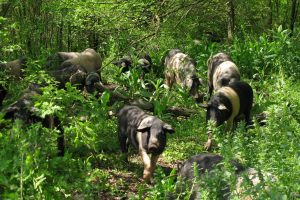 Tenuta di Paganico, Rigatino di Cinta Senese Tenuta di Paganico, Rigatino di Cinta Senese