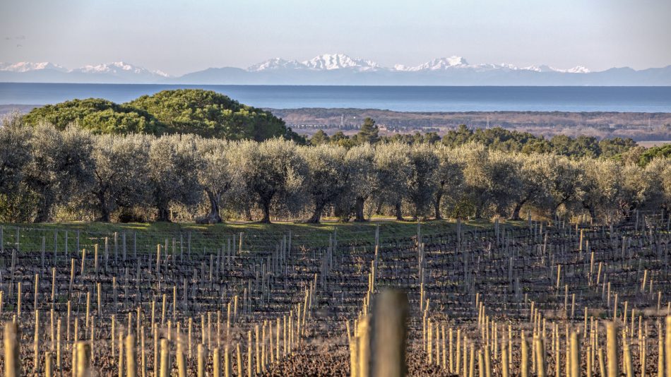 La Tenuta di Biserno